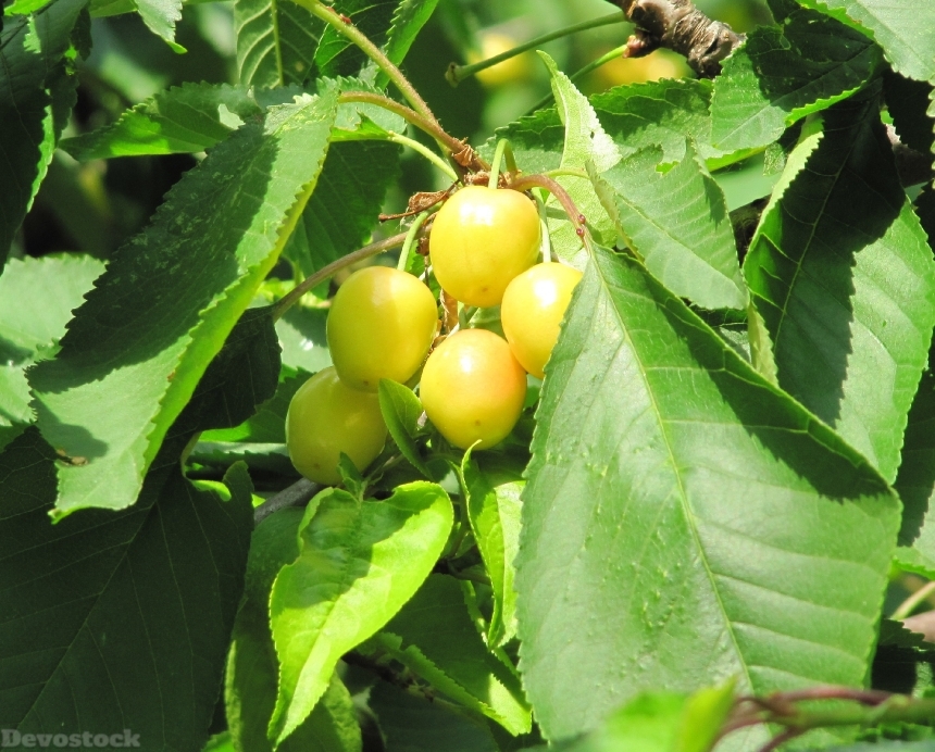 Devostock Cherries Ripening Yellow Tree