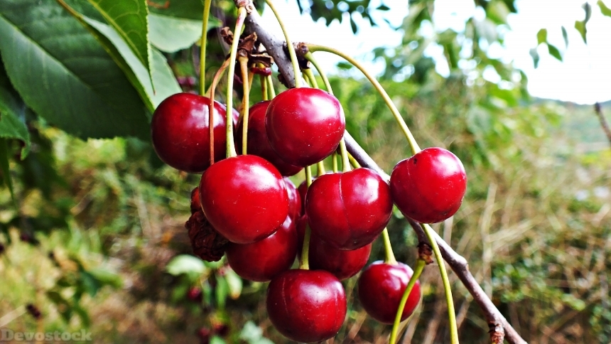 Devostock Cherries Tree Fruit Red