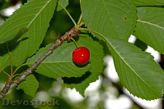 Devostock Cherry Berry Tree Nature