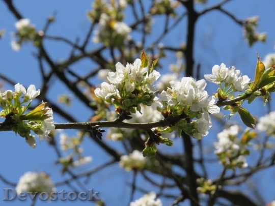 Devostock Cherry Blossom Bloom Cherry 1