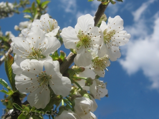 Devostock Cherry Blossom Blossom Bloom 37