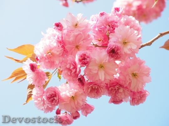 Devostock Cherry Blossom Japanese Cherry 10
