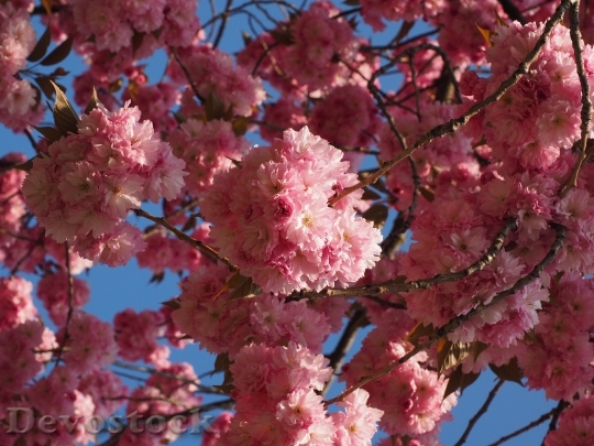 Devostock Cherry Blossom Japanese Cherry 12