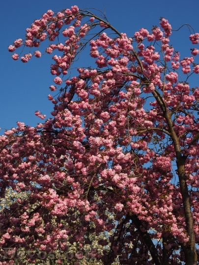 Devostock Cherry Blossom Japanese Cherry 16