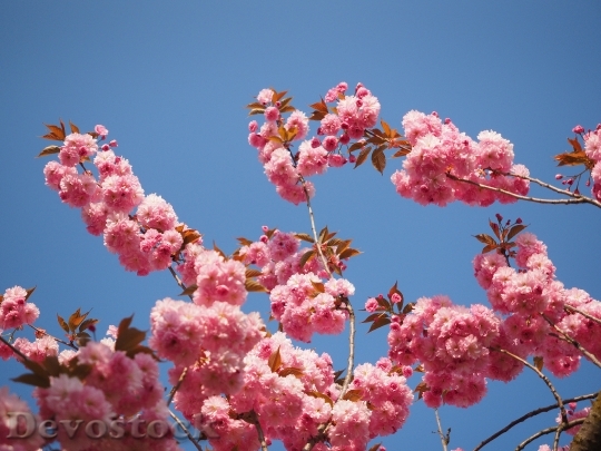 Devostock Cherry Blossom Japanese Cherry 17