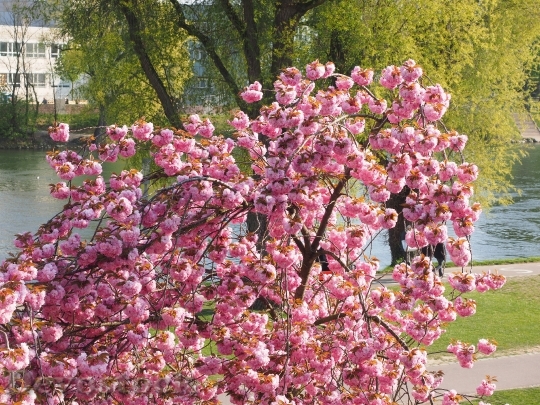 Devostock Cherry Blossom Japanese Cherry 18