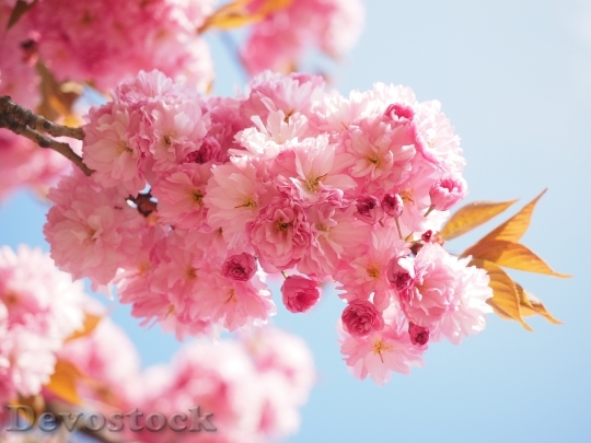 Devostock Cherry Blossom Japanese Cherry 21