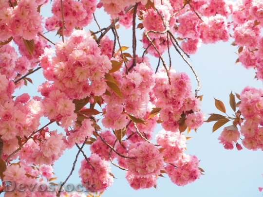 Devostock Cherry Blossom Japanese Cherry 23