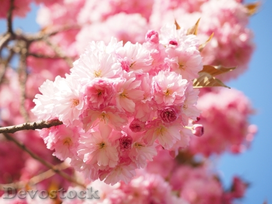 Devostock Cherry Blossom Japanese Cherry 24