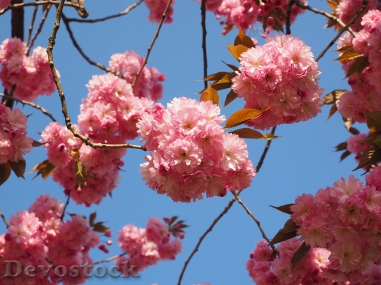 Devostock Cherry Blossom Japanese Cherry 25