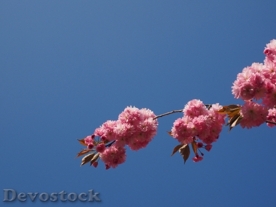 Devostock Cherry Blossom Japanese Cherry 26