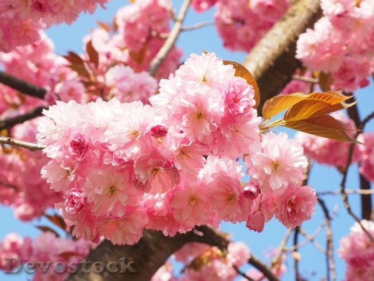 Devostock Cherry Blossom Japanese Cherry 30