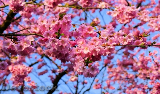 Devostock Cherry Blossom Japanese Cherry 44