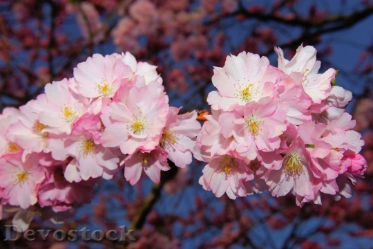Devostock Cherry Blossom Japanese Cherry 45
