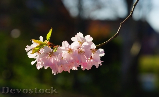 Devostock Cherry Blossom Japanese Cherry 46