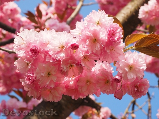 Devostock Cherry Blossom Japanese Cherry 9