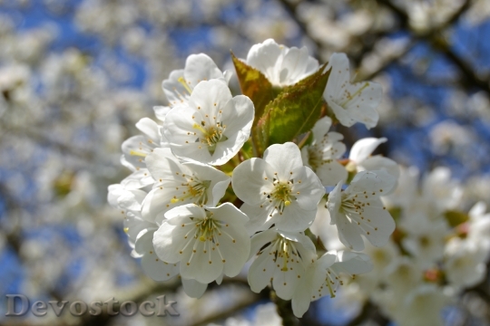 Devostock Cherry Blossom Nature White