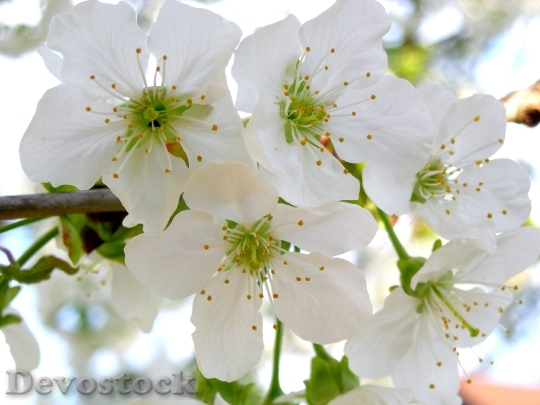 Devostock Cherry Blossoms Garden Cherry