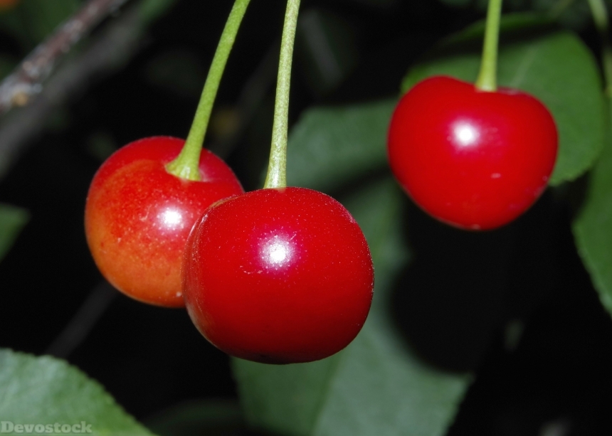 Devostock Cherry Cherries Fruit Lean