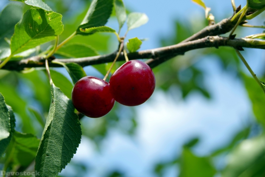 Devostock Cherry Cherries Fruit Tree