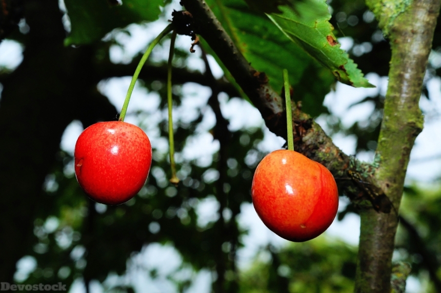 Devostock Cherry Cherries Summer Fruit