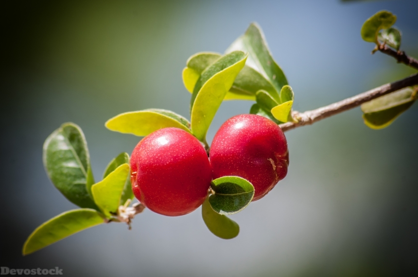 Devostock Cherry Cherries Tree Fruit