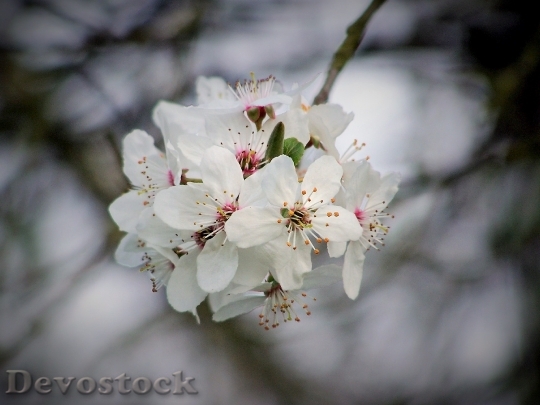 Devostock Cherry Cherry Blossom Flowering