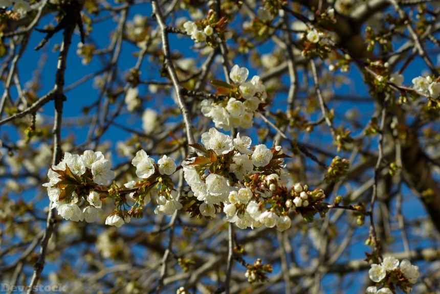 Devostock Cherry Cherry Blossoms Fruit