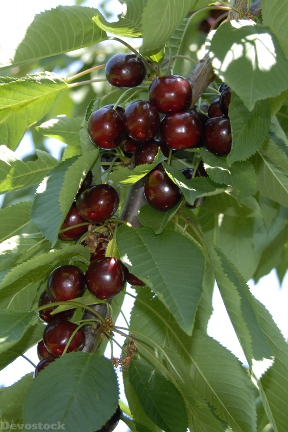 Devostock Cherry Fruit Fruits 542911