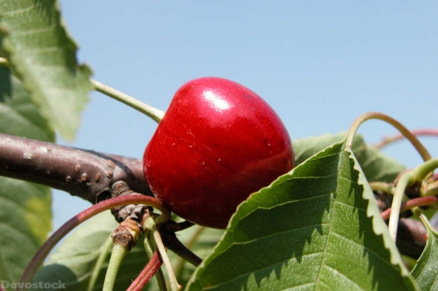 Devostock Cherry Fruit Garden Cherries