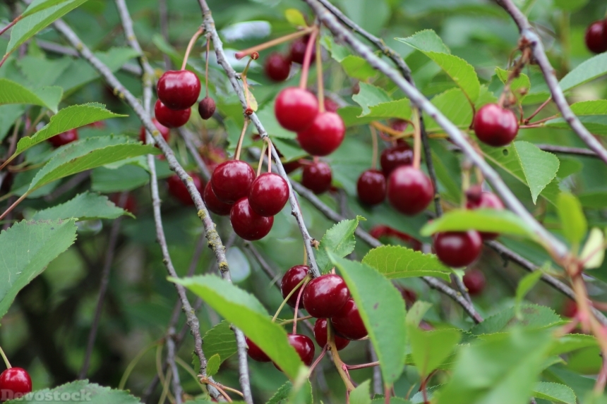 Devostock Cherry Fruit Red Fruits