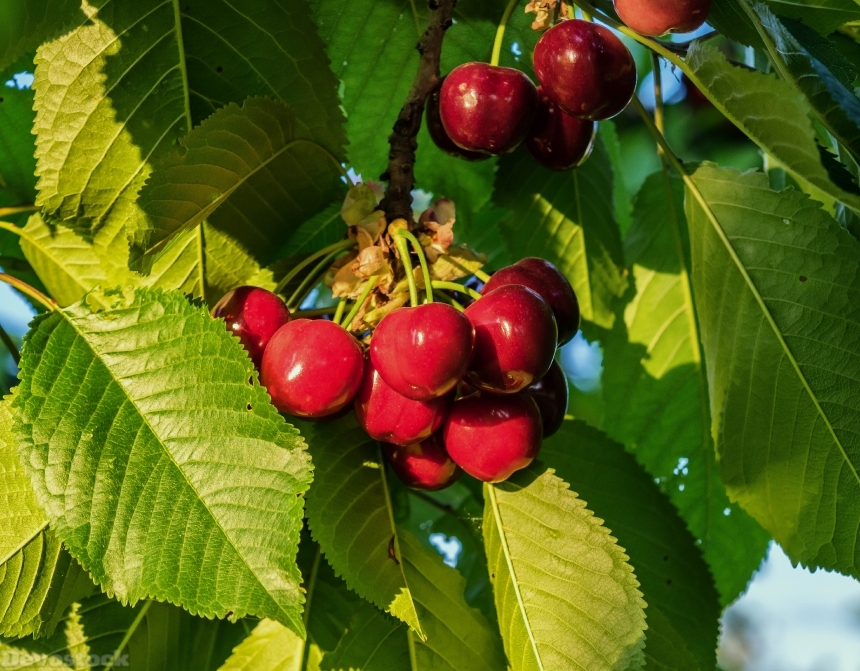 Devostock Cherry Fruit Sweet Vitamins