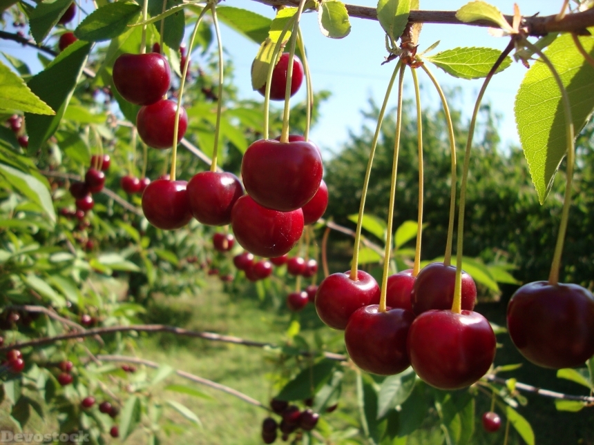 Devostock Cherry Fruits Red Fruit