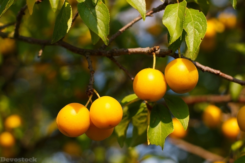 Devostock Cherry Plum Yellow Berry
