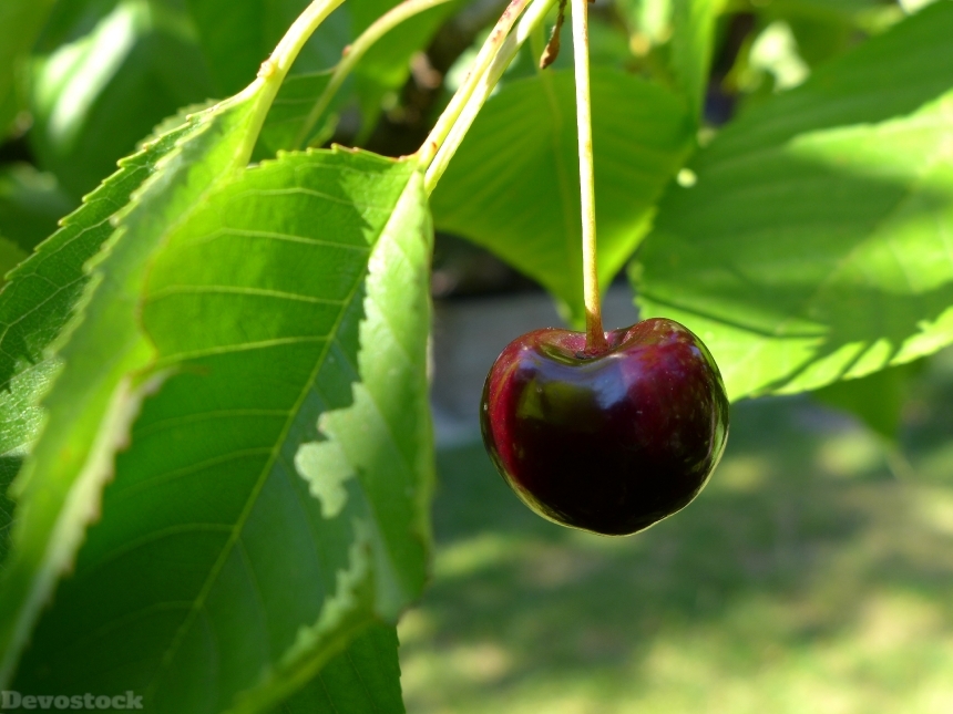 Devostock Cherry Pome Fruit Fruit