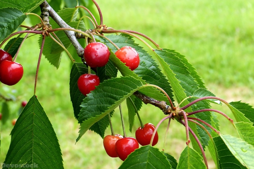 Devostock Cherry Reported Nature Summer