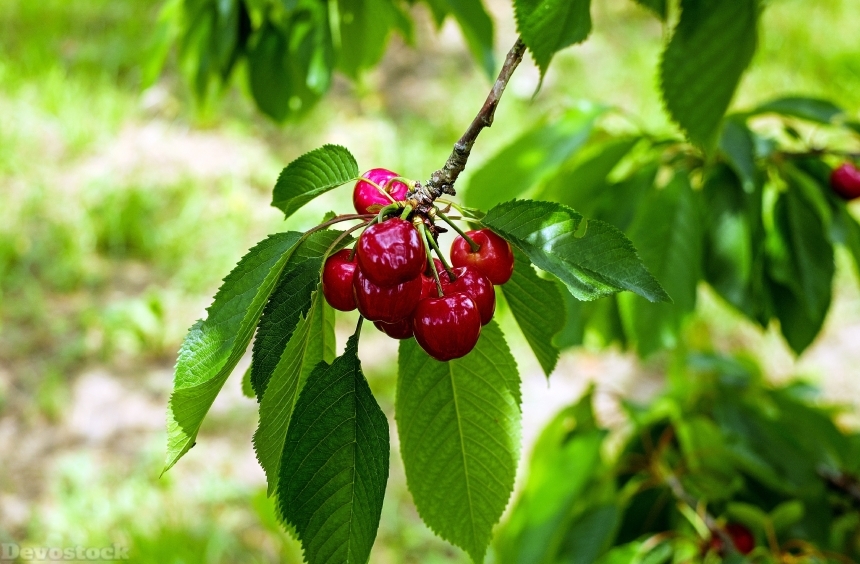 Devostock Cherry Sweet Cherry Fruit