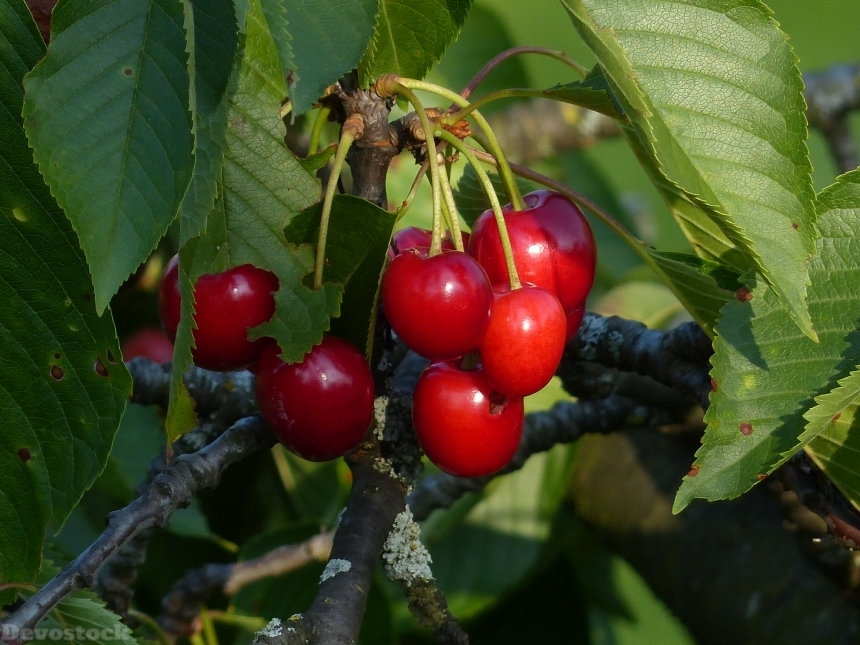 Devostock Cherry Sweet Cherry Red 35