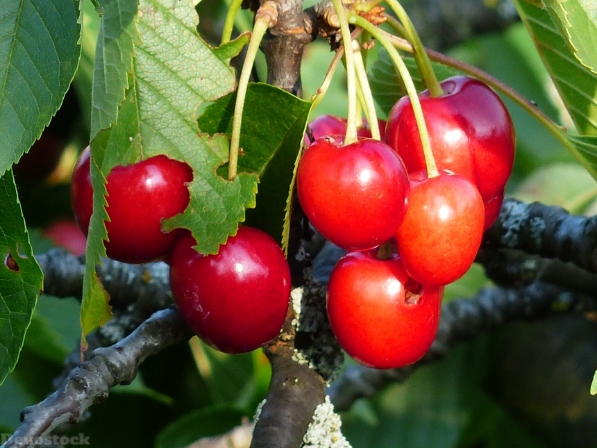 Devostock Cherry Sweet Cherry Red 36