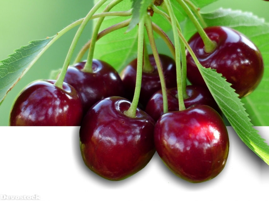 Devostock Cherry Sweet Cherry Red 42