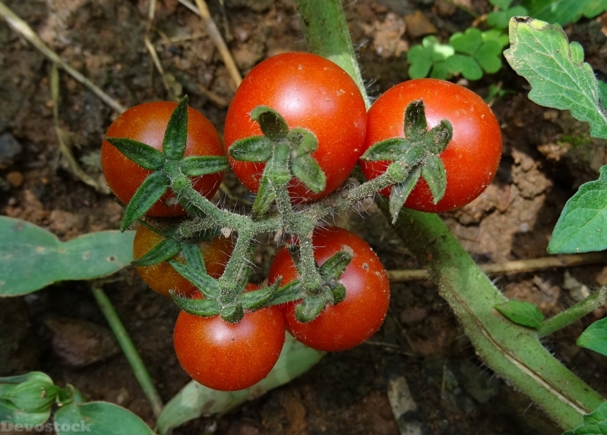 Devostock Cherry Tomato Tomato Fruit 0
