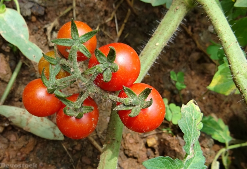 Devostock Cherry Tomato Tomato Fruit 1
