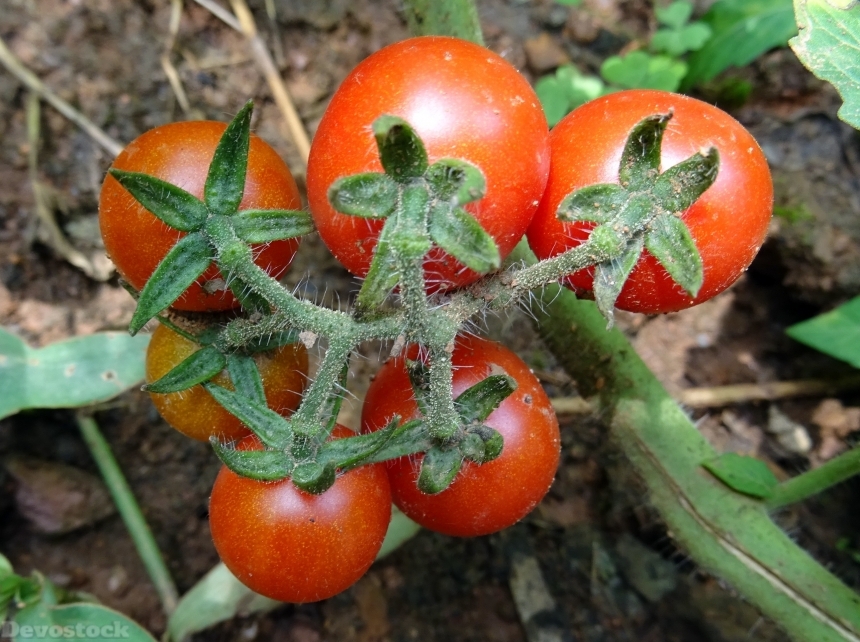 Devostock Cherry Tomato Tomato Fruit