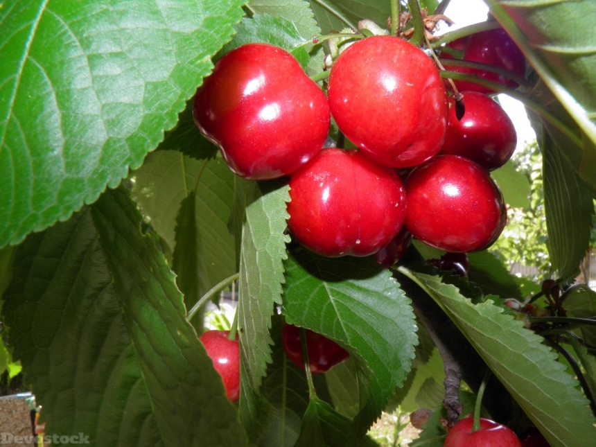 Devostock Cherry Tree Berries Fruit