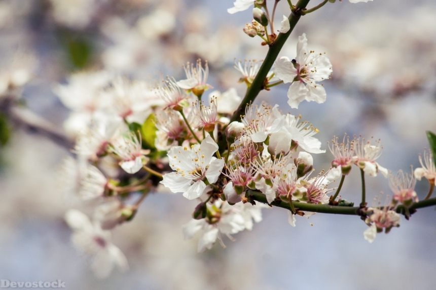 Devostock Cherry Tree Blossom Bloom 0