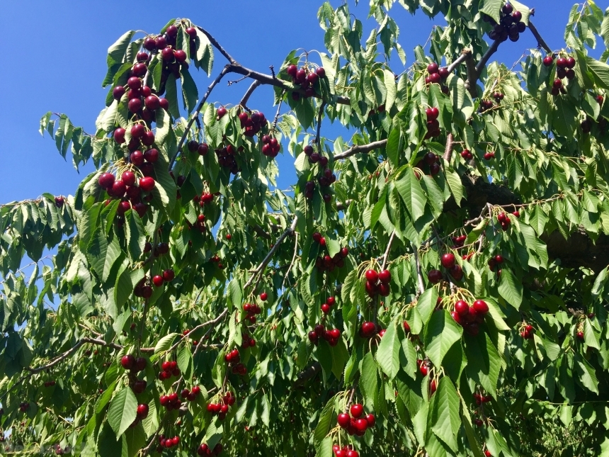 Devostock Cherry Tree Cherries Fruits