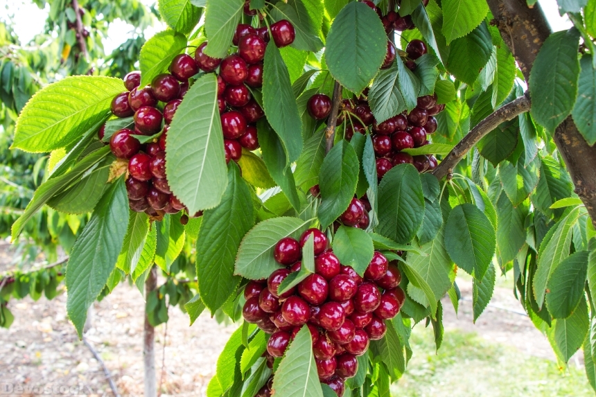 Devostock Cherry Tree Fruit Kelowna