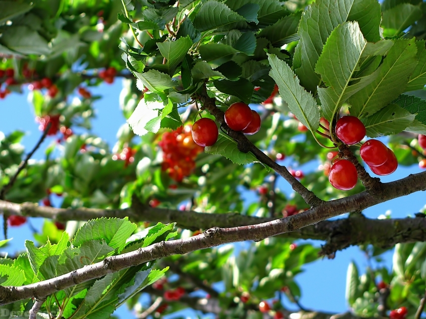 Devostock Cherry Tree Fruit Nature