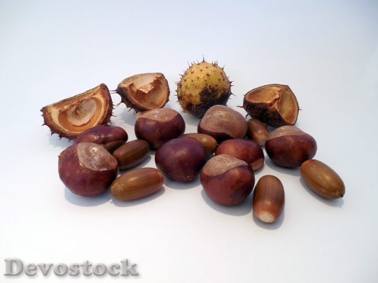 Devostock Chestnut Acorns Autumn Shiny