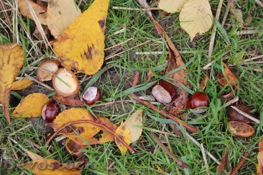 Devostock Chestnut Autumn Chestnut Leaves